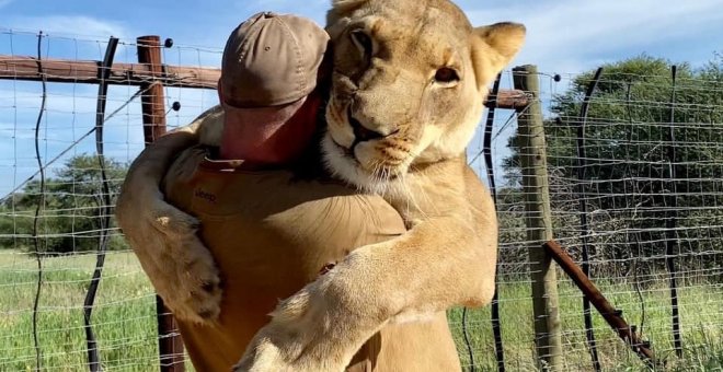 El vídeo del abrazo de la leona Sirga al cuidador que la rescató y la convirtió en una estrella de TikTok