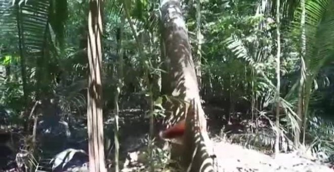 Destapan un entramado de empresas para encubrir la tala ilegal en la Amazonia brasileña