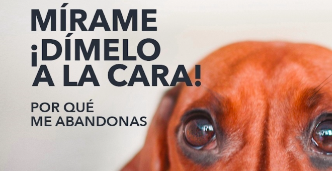 Santander recuerda la importancia de no utilizar mascotas como regalos de Navidad
