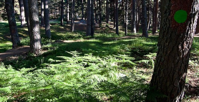 Sal a escuchar el viento, los picapinos y el eco en los bosques