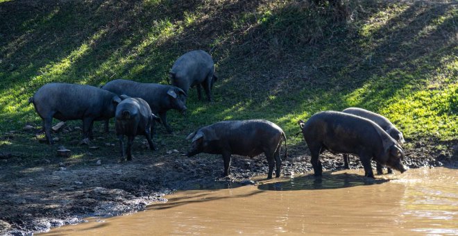 Ruta del Ibérico Dehesa de Extremadura