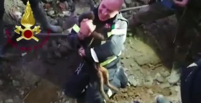 Un bombero italiano a cava la tierra con sus manos para sacar a dos perros atrapados en la guarida de un zorro