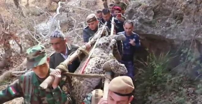 Un grupo de rescate en la región del Kurdistán encuentra un leopardo herido