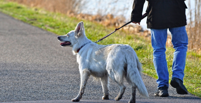 El plazo para participar en el I Paseo Perruno de Astillero se terminará el lunes