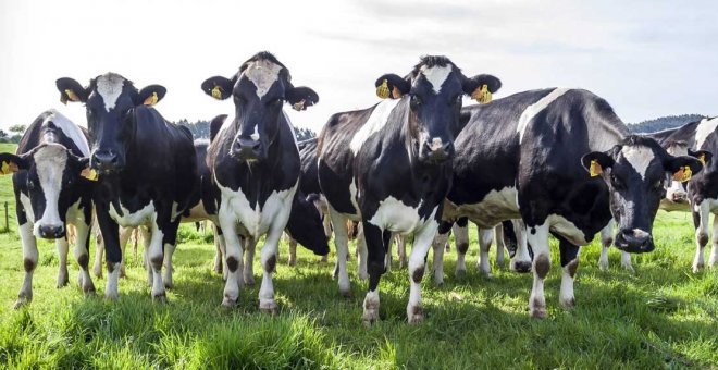 850 vacas es el máximo que se permitirá en las nuevas vaquerías