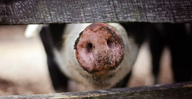 Macrogranjas: veneno protegido