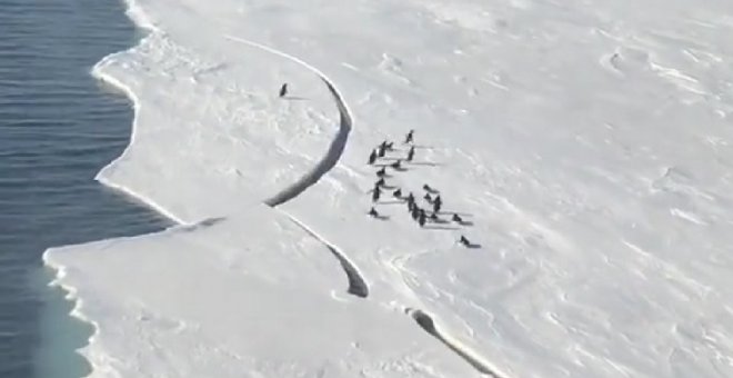 El vídeo "épico" de un grupo de pingüinos huyendo del deshielo: "Lo han celebrado como si hubieran ganado un Mundial"