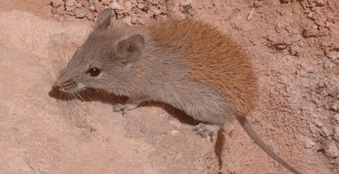 Expertos alertan del gran riesgo de la vacunación de fauna silvestre en investigaciones para evitar pandemias