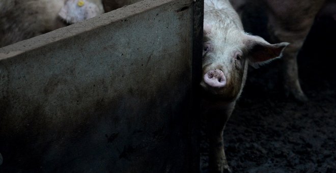 La evidencia científica no es un bulo: limitar el consumo de carne roja reduce la aparición de enfermedades