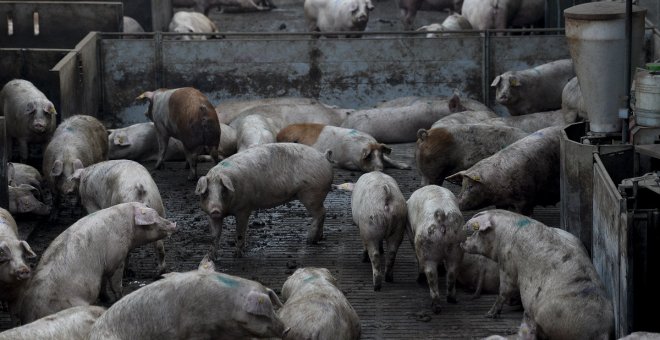 Cuatro cerdos por debajo del límite: así sortea la ley una macrogranja de Cuenca