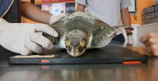 Devuelven al mar 6 tortugas atrapadas en una red de pesca en Argentina
