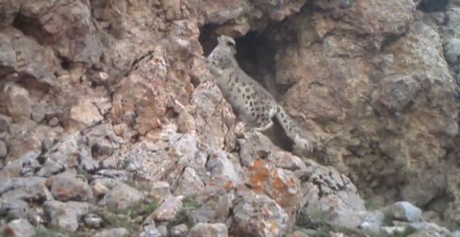 El leopardo de las nieves es una animal protegido en el Tíbet