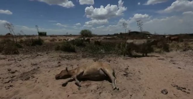 Cerca de 200 cabezas de ganado calcinado en el sur de Paraguay a causa de los incendios forestales