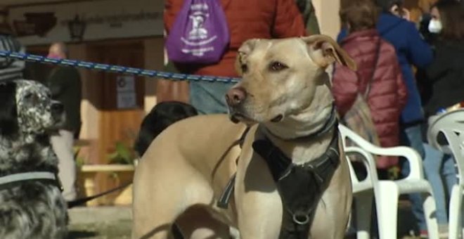 Perros que fueron abandonados vuelven con sus nuevas familias por San Antón