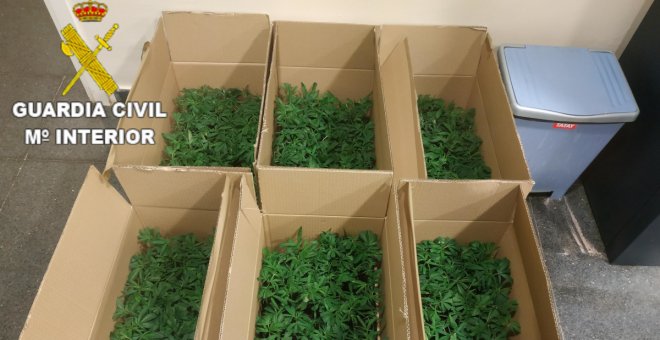 Pillados en un control con 572 plantas de marihuana escondidas en una furgoneta