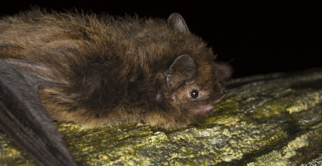 Cantabria cuenta con otra especie protegida singular, el Murciélago de Nathusius