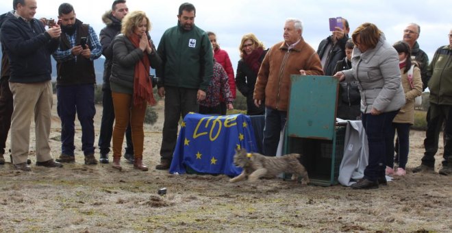 'Opio', el primer lince ibérico liberado en Ciudad Real, muere atropellado en una carretera provincial