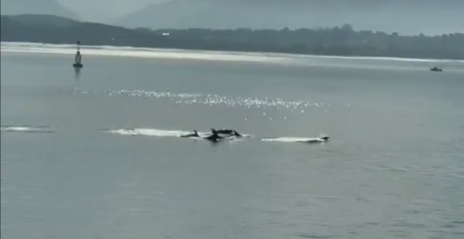 Los delfines vuelven a disfrutar de la Bahía de Santander