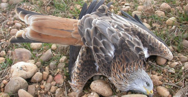 Aplazado el juicio por el envenenamiento de aves protegidas al ausentarse dos testigos