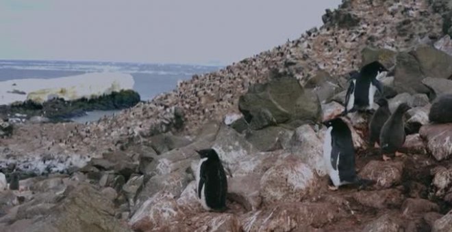 El cambio climático afecta a las poblaciones de pingüinos de la Antártida