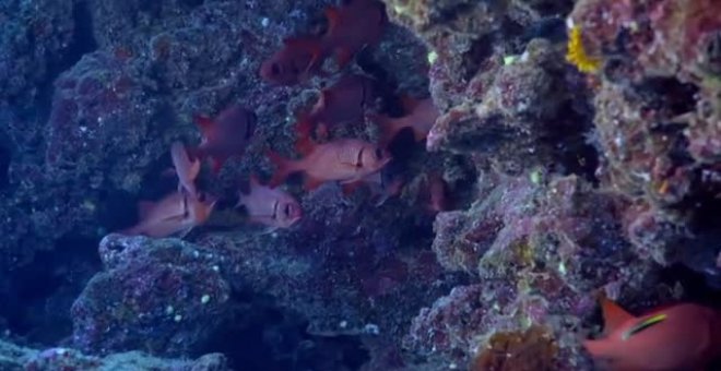 Descubren una barrera de corales de tres kilómetros frente a las costas de Taiti