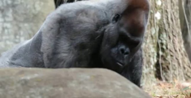 Ozzie, el gorila macho más viejo del mundo, ha muerto a los 61 años en el zoo de Atlanta