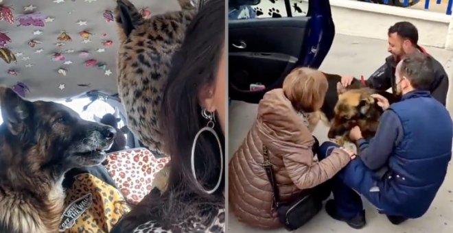 El emocionante vídeo del reencuentro de un perro con sus dueños, tras siete años perdido