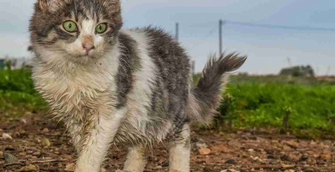 ¿Es bueno bañar a los gatos?