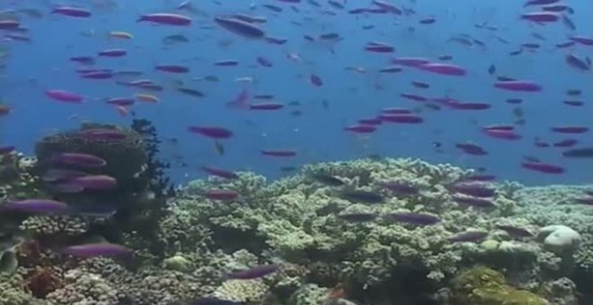 Mil millones más de dólares australianos para proteger la Gran Barrera de Coral