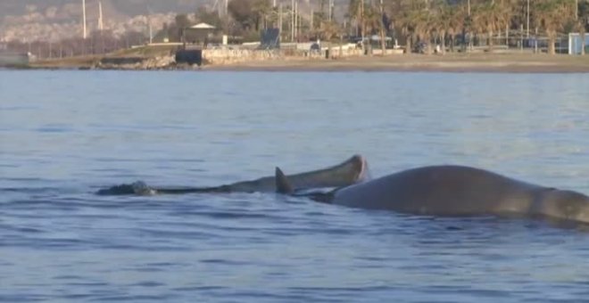 Una ballena herida encalla en una orilla de la costa del sur de Atenas
