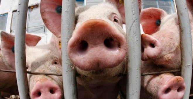 El sector porcino plantea batalla a Castilla-La Mancha al considerar "inconstitucional" su moratoria a las macrogranjas