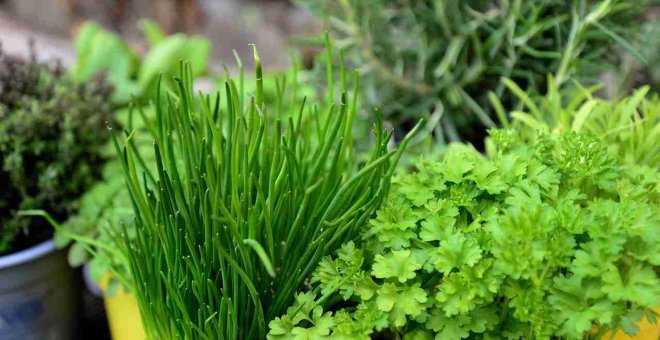 Las hierbas aromáticas más fáciles de cultivar en casa