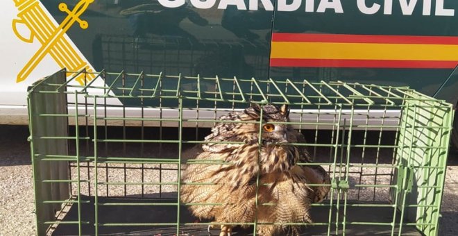 Rescatado en La Pueblanueva un búho real malherido tras chocar contra un tendido eléctrico