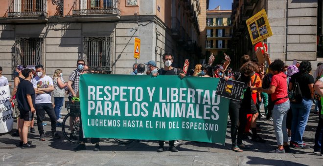 La Universidad de Barcelona confirma que se sacrificarán 32 cachorros beagle tras un experimento en la sede de Vivotecnia