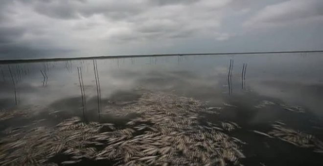 Toneladas de peces aparecen muertos en un lago de Brasil por la sequía