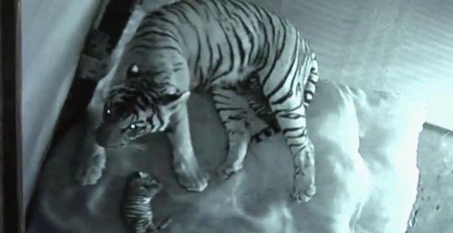Nacen en un zoológico de La India dos tigres de Bengala, una especie en peligro de extinción