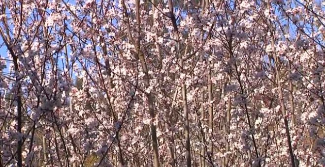 Los cerezos japoneses de Rois adelantan su floración