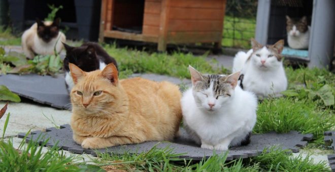 Cantabria Felina pide ayuda para dar una nueva vida a los gatos abandonados
