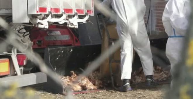 Sacrifican a más de 130.000 gallinas tras un brote de gripe aviar en una macrogranja de Valladolid