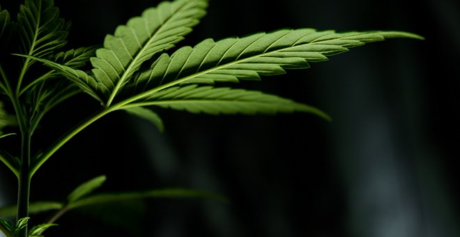 El Congreso retrasa la regulación del cannabis medicinal hasta junio