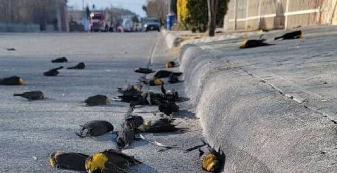 La inexplicable muerte de un centenar de pájaros en Chihuahua que recuerda a la serie 'Dark'