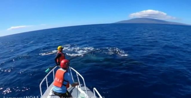 Liberan a una ballena que se había enredado con un cabo de pesca en aguas de las islas Hawai