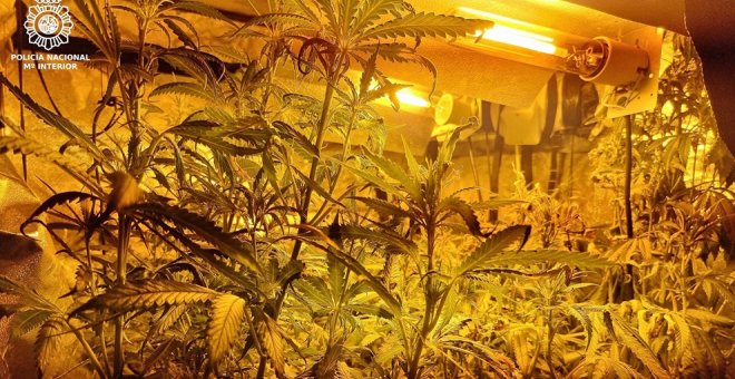 Desmantela una sofisticada plantación de marihuana en La Albericia