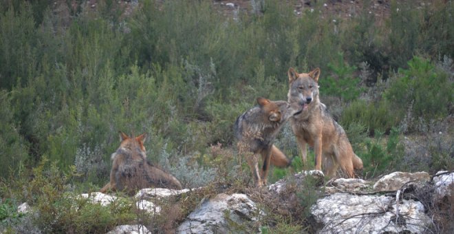 La Audiencia rechaza el recurso de Cantabria para retirar la protección del lobo