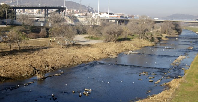 El riu Besòs, de claveguera a corredor ecològic