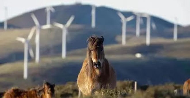 Así operaba el 'Horsegate' español: carne de caballo enfermo a precio de ganga para el consumo en Europa