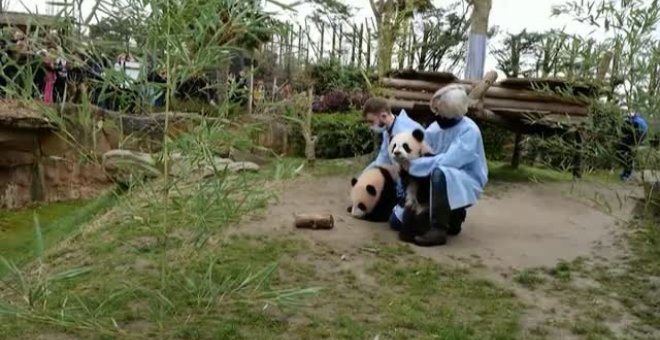 Dos crías de oso panda del zoo francés de Beauval exploran el mundo por primera vez