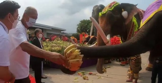 Tailandia homenajea a sus elefantes con un fastuoso banquete de frutas