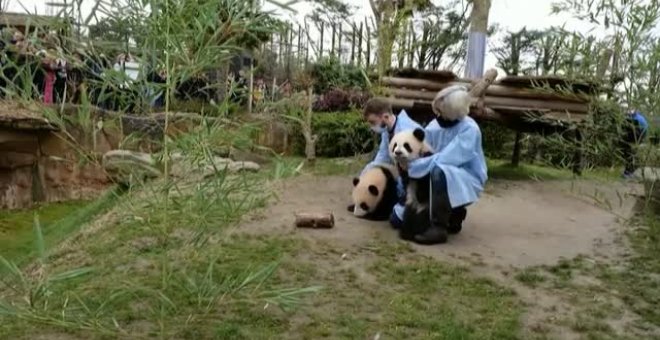 Primera salida de los dos gemelos panda, de 7 meses, en el zoo de Francia