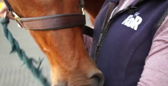 Un estudio de la Universidad de Bristol asegura que la terapia con caballos mejora la vida de las personas